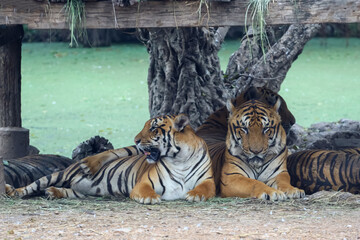 The bengal tiger is sit and rest in garden