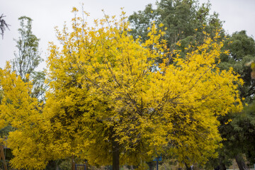 Autumn leafs colours