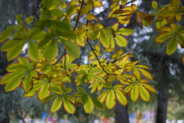 Autumn leafs colours