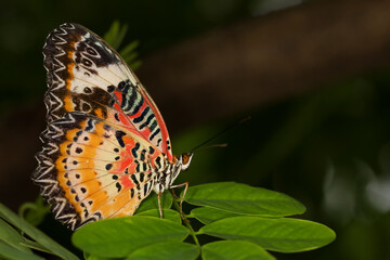 The beautiful butterfly on flower is show beauty wing in nature garden