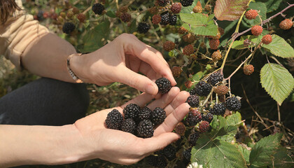 Blackberry harvest on my farm