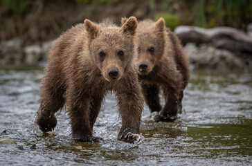 Brown bear cubs in Katmai, Alaska