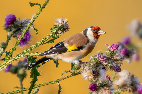 European goldfinch