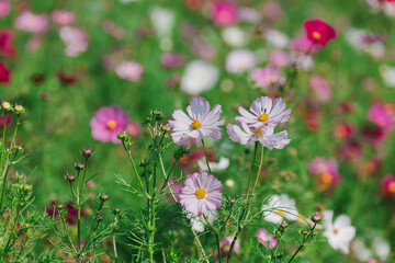Fototapeta premium ひたち海浜公園の秋桜