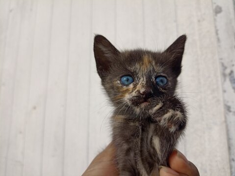 GATICO