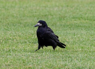 Closeup shot of a black rook bird on a grassy green field © Wirestock