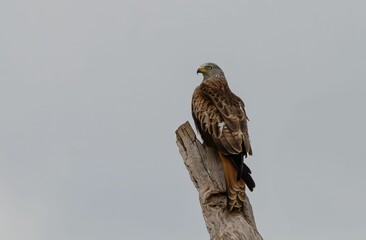 Solitary hawk sits perched atop a dead tree stump, scanning the horizon for its next meal