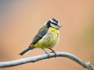 Obraz premium Closeup shot of a Eurasian blue tit bird peched on a tree branch