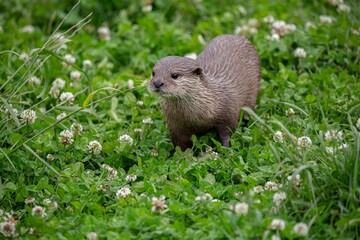 Cute North American river otter standing in a grassy meadow