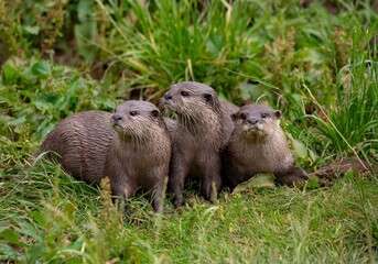 Group of cute North American river otters standing in a grassy meadow
