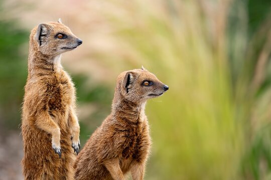 Selective focus shot of two yellow mongoose animals with orange eyes