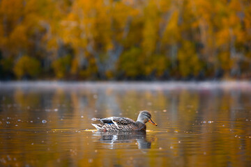 Fototapeta premium Mallard Duck Crossing Lake with Fall Colors / Foliage - California