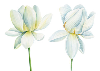 Lotus white flowers on isolated white background, set lotus flower, watercolor illustration, hand drawing flora wedding 