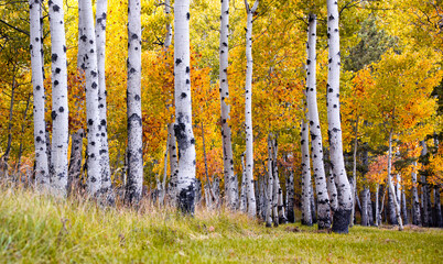California Aspen Trees Surrounded by Vibrant Colorful Fall Foliage
