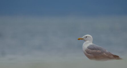 Fototapeta na wymiar seagull on the beach. European herring gull. It is a large gull and it is Common in coastal regions of Western Europe.