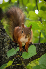 squirrel on a tree © Jack.69.Lantern