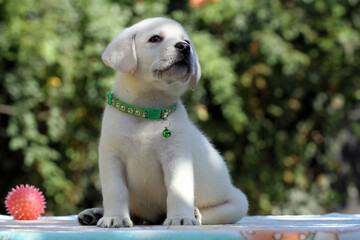 yellow labrador retriever in summer close up