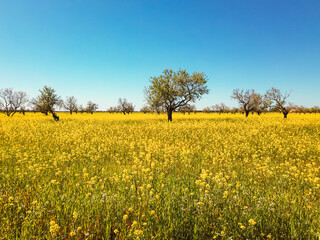 Obraz premium view of a meadow full of yellow flowers against a blue sky clear of clouds