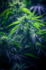 amazing macro photography of marijuana