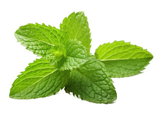 Mint isolated on a transparent background created with Generative AI technology - obrazy, fototapety, plakaty