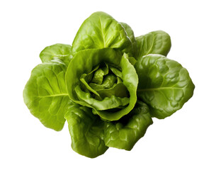 Fresh lettuce isolated on a transparent background created with Generative AI technology - obrazy, fototapety, plakaty