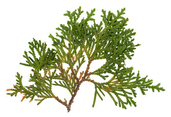 A bright green cedar tree twig showing the details of the needles. Some sections show brown coloration due to the branch dying.  On a clean background.
