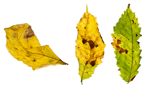 Three decaying and wrinkling leaves with many decay spots. Displaying Autumn colors. On a clean background.
