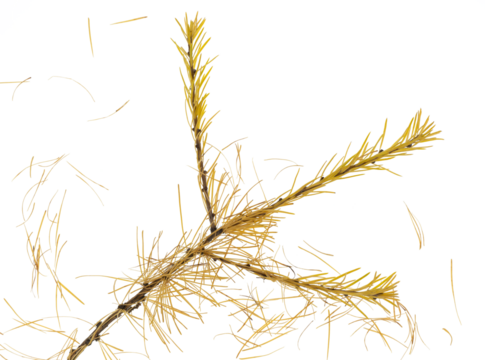 The end of a larch tree branch with three twigs all with golden colored needles. Displaying Autumn colors. On a clean background. Part of a set of images.
