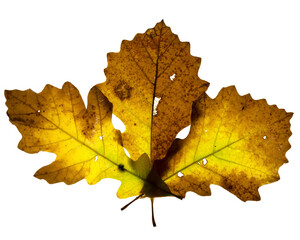 Three yellow to brown oak tree leaves arranged in a pattern. Displaying Autumn colors. On a clean background.
