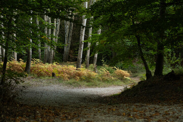 Beautiful forest, road in the forest with ferns
