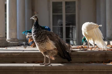 Fototapeten peacocks © Brygida