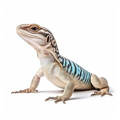 Obraz premium Rican Zebra-tailed Lizard