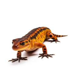 Obraz premium Eastern newt Notophthalmus viridescens