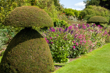 topiary hedges  with pretty pink and purple flowers in an English country garden