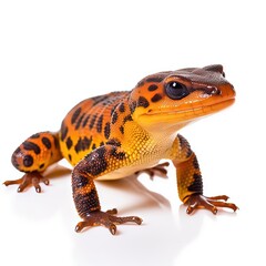 Obraz premium Eastern newt Notophthalmus viridescens