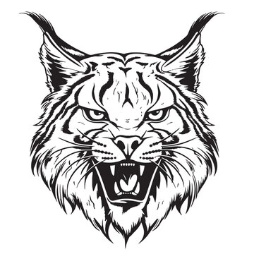 recommend clip art: Angry lynx sketch hand drawn sketch Vector