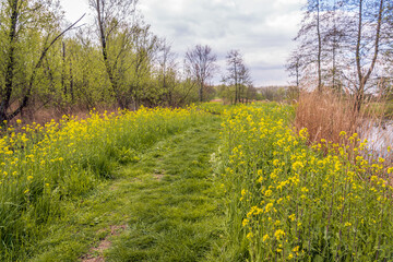 Dutch nature reserve on a cloudy day in spring. The trees are budding and the rapeseed plants at the edges of the grassy walking path are already in full yellow bloom.