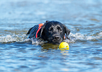 Black Labrador playing with yellow ball