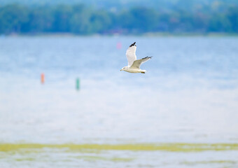 Ring-billed Gull at the marina