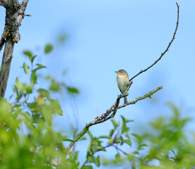 Warbling Vireo
