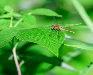 Autumn Meadowhawk