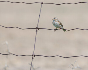 Vesper Sparrow perched on a fence