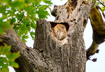 Red morph Eastern Screech Owl snoozing in a tree