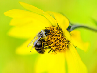 Bumble Bee on Giant Sunflower