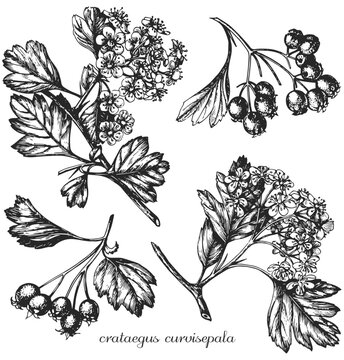 Hawthorn. Latin name crataegus. Crataegus curvisepala. Botanical illustration of crataegus. Monochrome crataegus, black and white crataegus hand drawing, crataegus sketch.