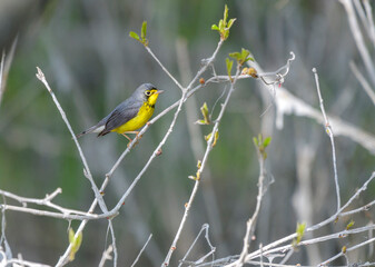Canada Warbler perched