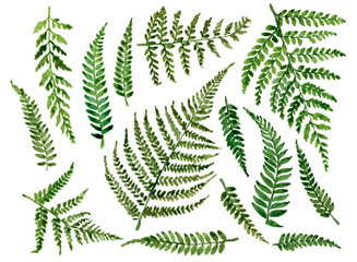 Hand drawn ferns leaves set