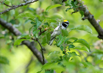 Golden-winged Warbler searching for food