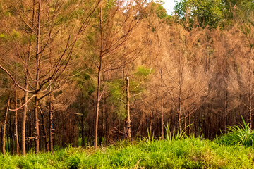 View of Panrita Lopi beach, surrounded by beautiful pine trees.