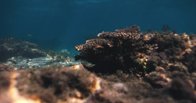 Tropical corals in transparent blue ocean. Ocean beackground